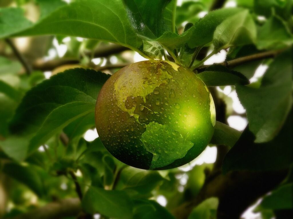 Ein einzelner grüner Apfel mit Wassertropfen, die von einem Ast hängen, umgeben von üppigen Blättern, mit einem weichen Fokus auf dem Hintergrund.