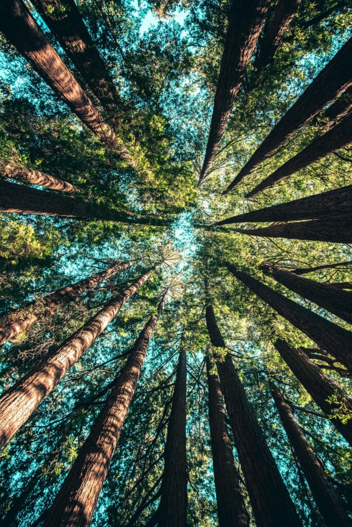 Wenn man durch einen Wald aus hohen, geraden Redwood-Bäumen nach oben zu einem kleinen Stück Himmel blickt, scheint die Sonne durch das dichte Blätterdach aus Eps-Hartschaum.